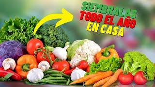 Hortalizas y Verduras Que puedes Sembrar Todo El Año!