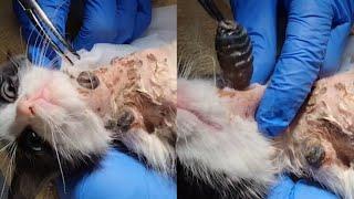 Removing 2 Gigantic Botflies From Small Kitten's Neck