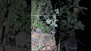 Ночные гости. Еноты на заброшенной базе. 