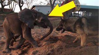 Vet Follows Baby Elephant And Makes Adorable Discovery