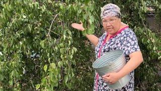 Новый конфликт Наглых Соседей 