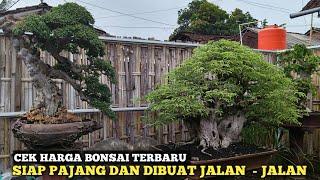 CEK HARGA BONSAI TERBARU! BONSAI YANG SIAP DIPAJANG DAN DIBUAT JALAN - JALAN