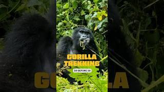 What It's Like Trekking For Gorillas In Uganda