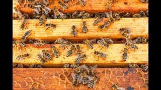 Midlands Apiaries Company Video