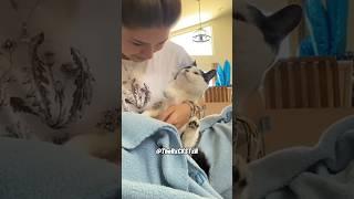 Best Cat Reaction Ever! - RxCKSTxR Comedy Voiceover
