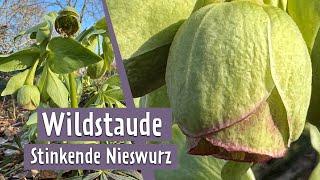 Fieser Name, wertvolle Pflanze: Die heimische Helleborus-Art Stinkende Nieswurz | MDR Garten