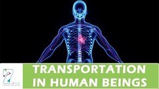 Transportation In Human Beings
