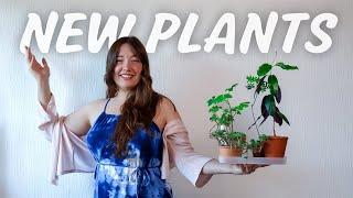 Minimalist Plants & The BEST Nursery I've ever been to!