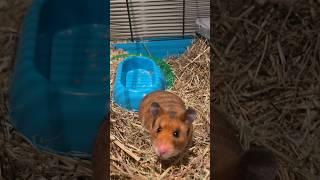 Cute hamster #music #sonic #hamster #music #trendingshorts #fypシ゚viral #sonicthehedgehog #pet £10