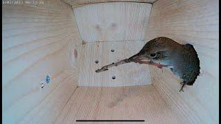 House Wren empty bird nest box to laying eggs and raising 6 chicks - Part 1