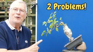 Is an AIRLAYER the Solution to this impossible Bonsai?