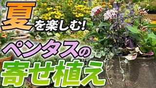 【初心者必見!!】ピンクで彩る夏の寄せ植えをご紹介します！【ガーデニング】【園芸チャンネル】