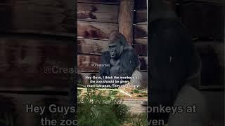 Gorilla Camera Flip meme