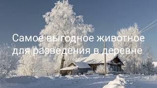 самое выгодное животное для разведения в деревне.