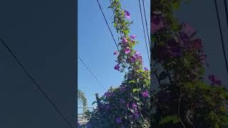 The morning glory take over! lol took a tiny cutting from the neighbor to try to beautify our fence.