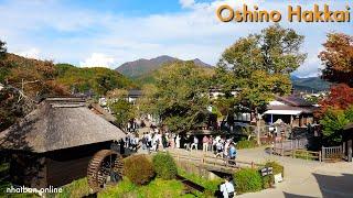 Oshino Hakkai at the autumn in Yamanashi Japan 【 忍野八海 】 |  #explorejapan  #忍野八海  #4k