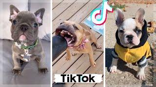 Frenchies Compilation ~ Cutest and Funniest French Bulldogs on TikTok 