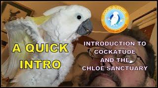 Introduction to Cockatude and the Chloe Sanctuary