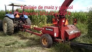 Ensilaje de maíz y girasol pv2018 Zacatecas - Forage production of corn and sunflower