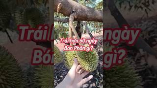 Biện pháp giúp sầu riêng dai cuống, không bể gai, chống thối trái #saurieng #bmfe #kythuatsaurieng