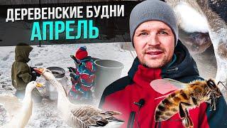 Деревенские будни. Апрель. Семейная ферма в деревне.