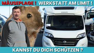 Mäuseplage in Wohnmobil! So schützt du dich vor teuren Schäden...