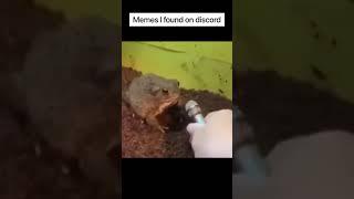 Meme I Found On Discord #shorts #funny #tiktok #funnyvideo #viral #trending #funnycats  #memes #meme