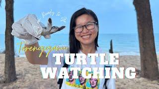 Turtle Watching｜Go NOW or wait until next year