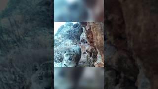 Редкий снежный барс попал в объектив фотоловушки!