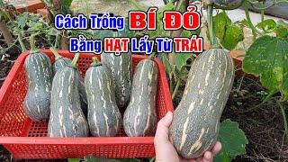 Cách trồng bí đỏ bằng hạt lấy từ trái mua ở chợ