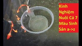 Kinh Nghiệm Nuôi Cá 7 Màu Sinh Sản