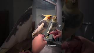 Cute Cockatiel Loves to Serenade His Reflection & Flock | Tiel Named Loubert