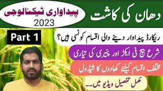 Rice Crop Farming 2023 | Production Technology of Rice |  Rice cultivation in Pakistan | Part 1