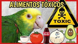 Alimentos TÓXICOS para LOROS ️ que puede DAÑAR al Ave!