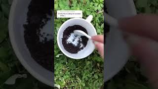 Making natural paint with Oreos  #hanselah #naturalpaint #cottagecore #cottagecoreart