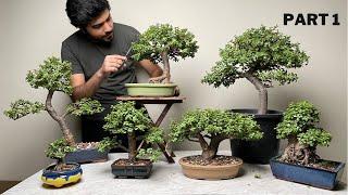 My Dwarf Jade Bonsai Collection | Maintenance Pruning | Part 1