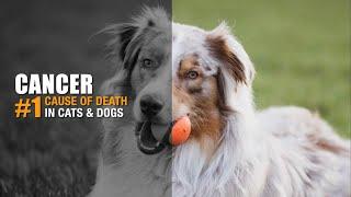 Cancer is now the #1 killer of  dogs and cats.