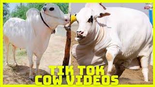 Tik Tok Eid Ul Adha Special | Cow Tik Tok | Cow Videos | Qurbani | Qurbani Ke Janwar | Bakra Eid