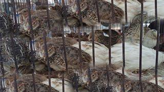 Quails live in bird cages - Healthy 360