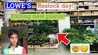 Big Box Store shopping at my local Lowe’s! || Exiting houseplants all restocked! || Cheap plants! 