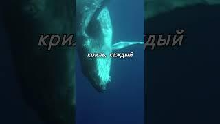 Самое большое животное на Земле - и оно живёт сейчас!