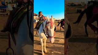 Horse video  | #horse #horses #ghoda #cutebaby #ytshorts #viral #trending #shortsfeed #ytvideo