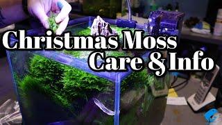 Christmas Moss Care and Information