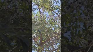 மலைவேம்பு️Mountain Neem⁉️#pavithra#tamil#terracegarden#plants#neem#afteroffice#trees#nature