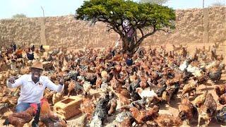 Start Small, Grow Big: The Ultimate Guide to Profitable Chicken Farming in 2024