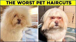 The Worst Pet Haircuts Ever