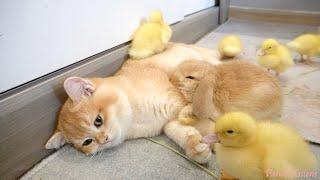 New friend! Bunny  ! Daily life of Kitten and Ducklings are more interesting.