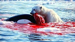 When An Orca Meets A Very Hungry Polar Bear