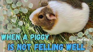 (Piggy Vlog) When A Piggy is Not Feeling Well! (a documentary) 20240615 EP103