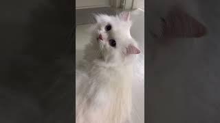 #003 Funniest Videos#viralanimal #viralpet | Funniest Cats Videos#shortscats #shortsvideos #catpets